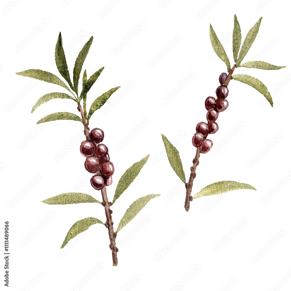 Φωτογραφία spurge laurel, February daphne, watercolor drawing wild plants with green leaves