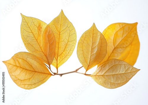 Physalis Groundcherry Dried Leaves Macro Photography High Contrast Minimalist Background