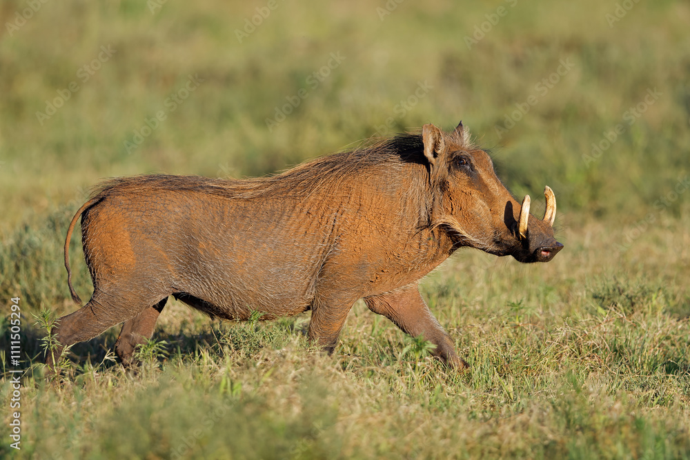 Φωτογραφία A warthog (Phacochoerus africanus) in natural habitat, Mokala National Park, South Africa