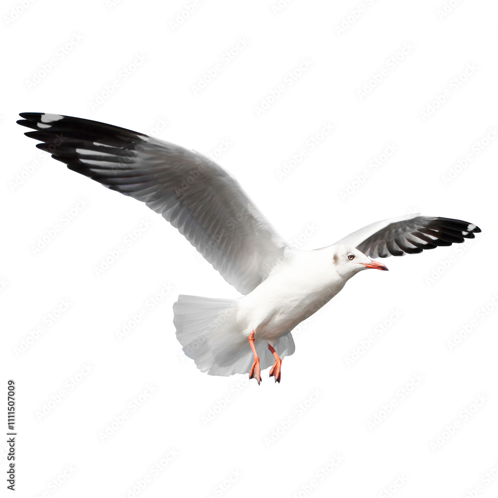 Seagull in flight, seagull flying isolated on white background. Seagull in flight, seagull flying isolated on white background.