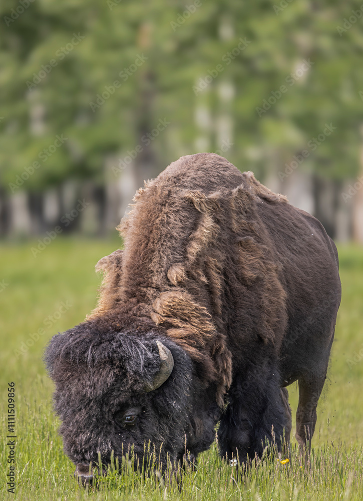 A Plaisn Bison grazing in a field in Canada A Plaisn Bison grazing in a field in Canada