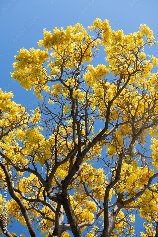 Yellow blossom tree on blue sky background. Spring blossom, branch of a blossoming tree. Yellow blossom tree on blue sky background. Spring blossom, branch of a blossoming tree.