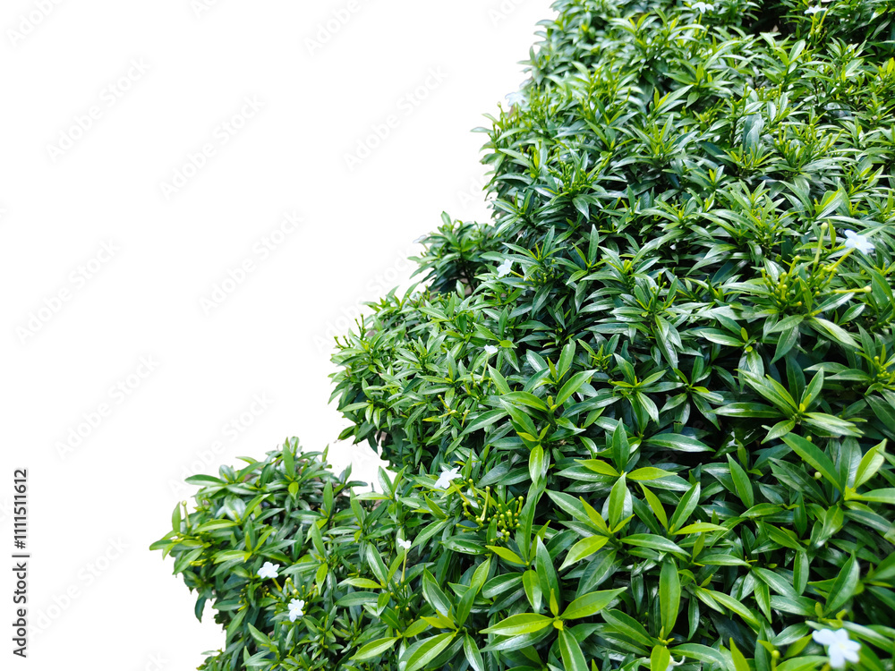 Bush or shrub wall isolated on white background with clipping path for graphic design. Bush or shrub wall isolated on white background with clipping path for graphic design.