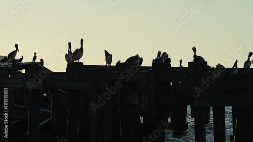 Silhouette of Pelicans at sunset on old pilings.. photo