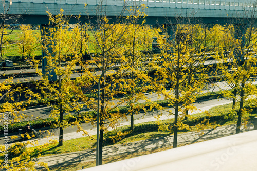 A row of trees with yellow leaves are in front of a bridge.The leaves are bright yellow, which gives the scene a warm feeling