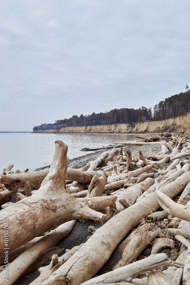 A lot of driftwoods on sea shore, a steep sandy cliff with tall trees. Cloudy weather, sadness A lot of driftwoods on sea shore, a steep sandy cliff with tall trees. Cloudy weather, sadness