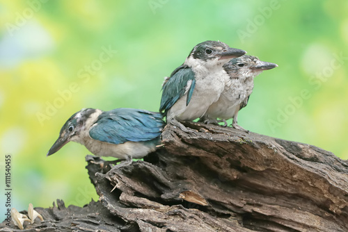 Three young collared kingfishers are hunting small animals on a rotten tree trunk. This long and strong beaked bird has the scientific name Todirhamhus chloris. photo