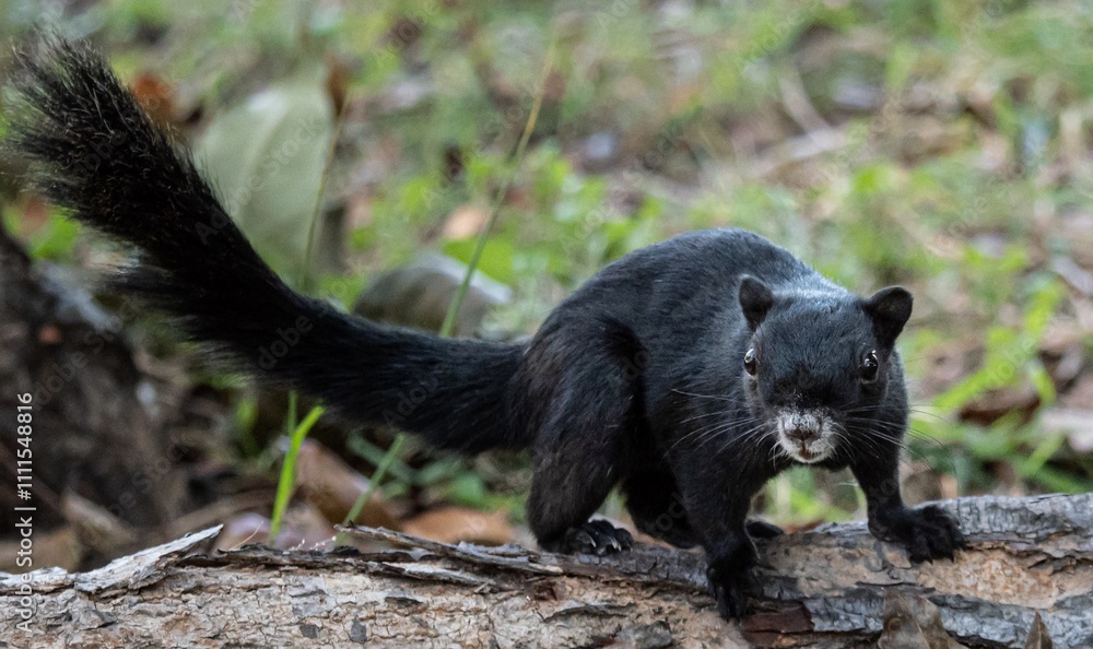 Fototapeta premium Black squirrel is standing on a log