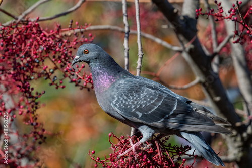 Rock pigeon feeds on Chinese Pistache Tree berries photo