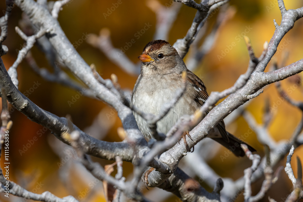 White-crowned sparrow hiding in the tree White-crowned sparrow hiding in the tree