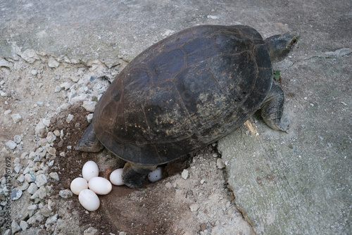 Turtles are laying eggs next to the building.