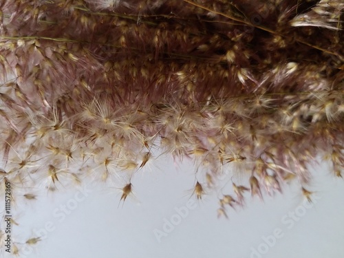 melinis repends or Christmas grass dried with white isolate background  photo