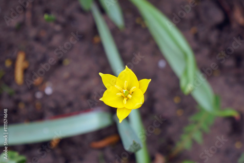 Young yellow blooming bud of Bieberstein Tulip photo