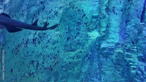 Close-up view from a swimming Rhinobatos with other fishes at Grand Aquarium, Saint-Malo, France. photo