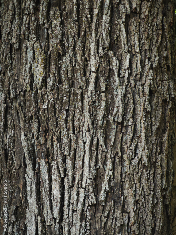 surface of old tree background surface of old tree background