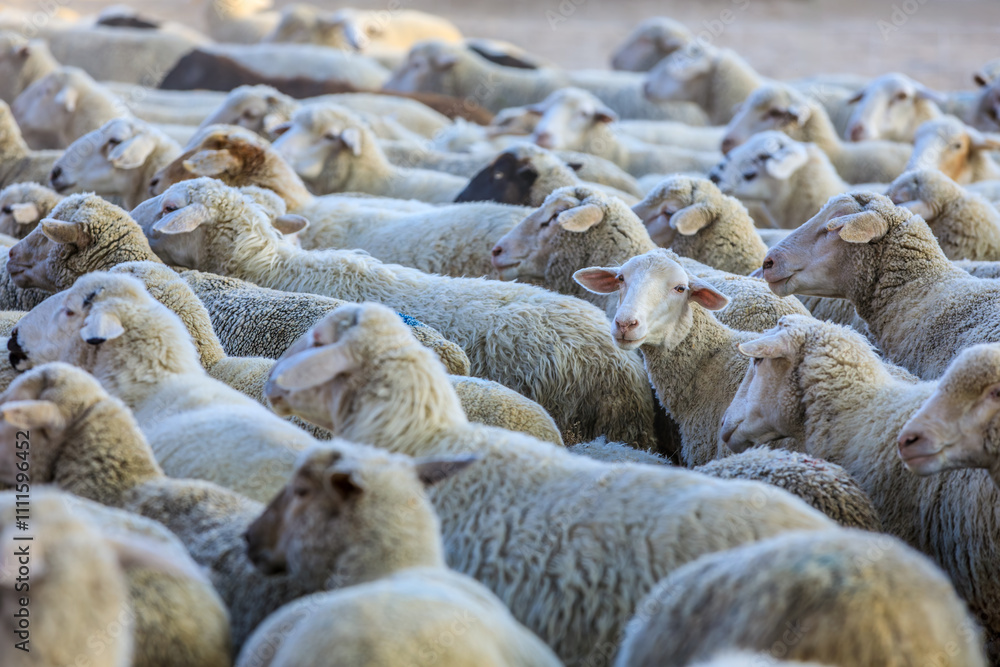 Fototapeta premium Cute sheep looking at camera. Animal background.
