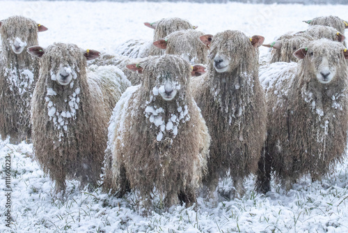 sheep in the snow  photo