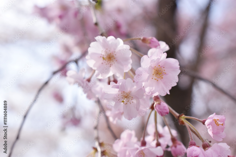 桜 桜