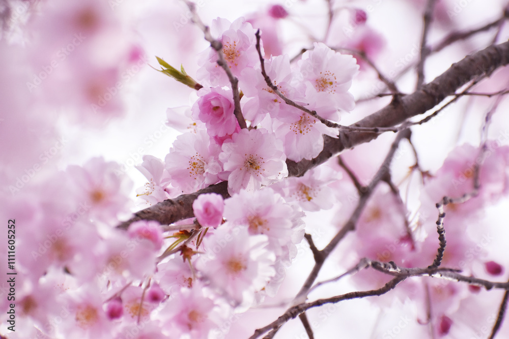 桜 桜