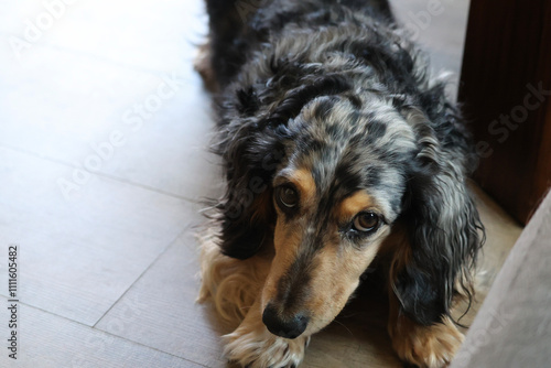 A pure bred miniature long haired dachshund with a guilty look on the dog. This beautiful pup has an amazing dappled coat on his fur. 