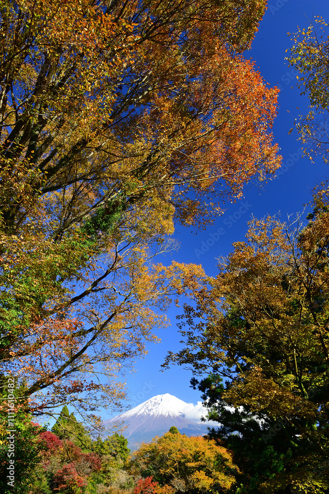 Naklejka premium The autumn leaves are beautiful