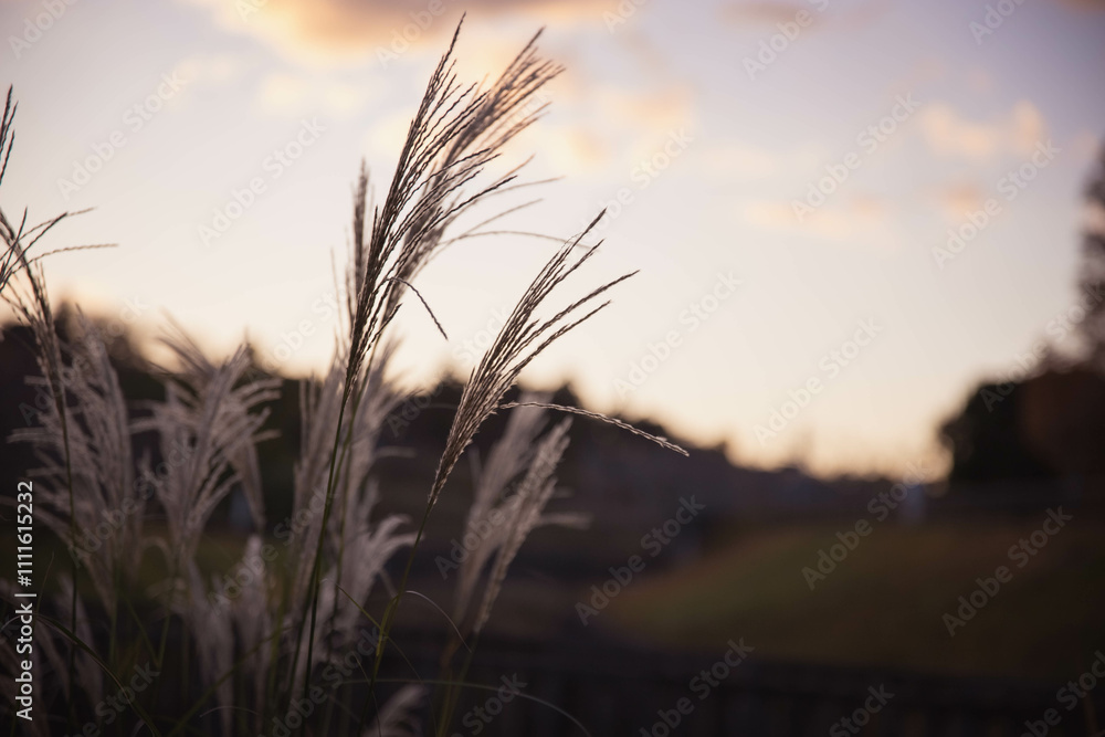 秋夕暮れ時のすすき