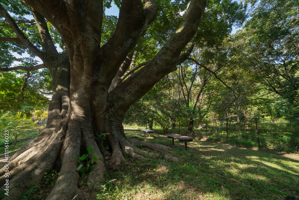 A big Muku tree at the public park in Tokyo wide shot A big Muku tree at the public park in Tokyo wide shot