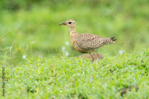 Indian Courser Baby photo