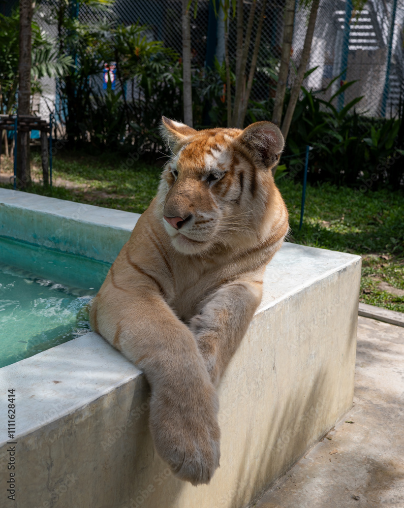 Φωτογραφία "Golden Tabby Tiger" or "Strawberry Tiger" is one with an extremely rare colour variation caused by a recessive gene that is currently only found in captive tigers