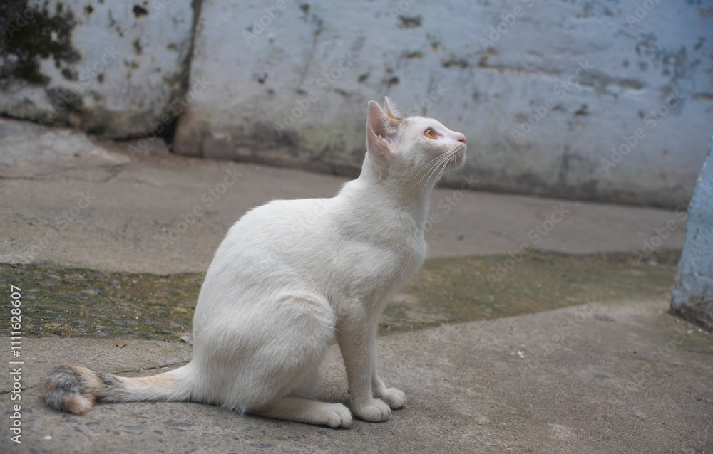 Obraz premium A cute white cat
