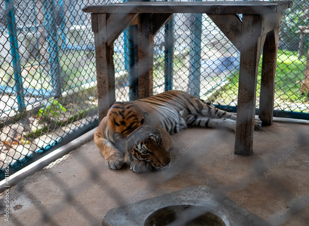 Φωτογραφία "Golden Tabby Tiger" or "Strawberry Tiger" is one with an extremely rare colour variation caused by a recessive gene that is currently only found in captive tigers
