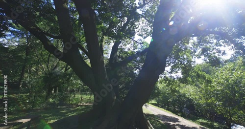 A big Muku tree at the public park in Tokyo wide shot photo