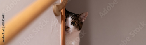 Konstfotografi チラッと覗き込む可愛い猫　キジトラ白