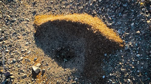 A small colony of ants in the desert photo