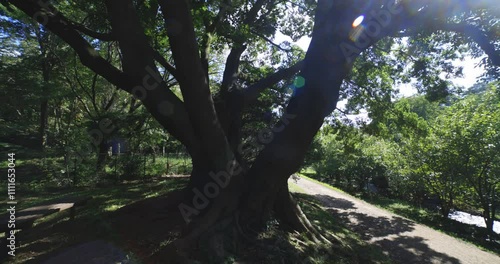 A big Muku tree at the public park in Tokyo wide shot photo