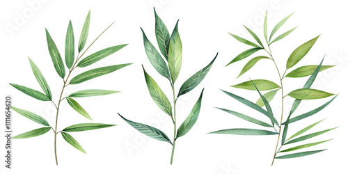 bamboo leaves watercolor set painting drawing cut out isolated on white background