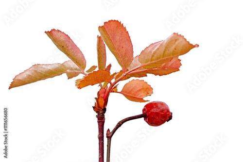 Autumnal leaves and berry of the short-styled field-rose (Rosa stylosa) isolated on white  photo