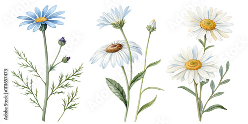 wildflowers daisies flowers set painting drawing cut out isolated on white background