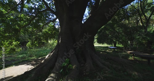 A big Muku tree at the public park in Tokyo wide shot photo