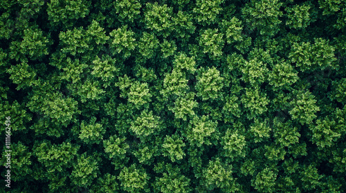 Lush green tree canopy observed from above during bright daylight in a forested area