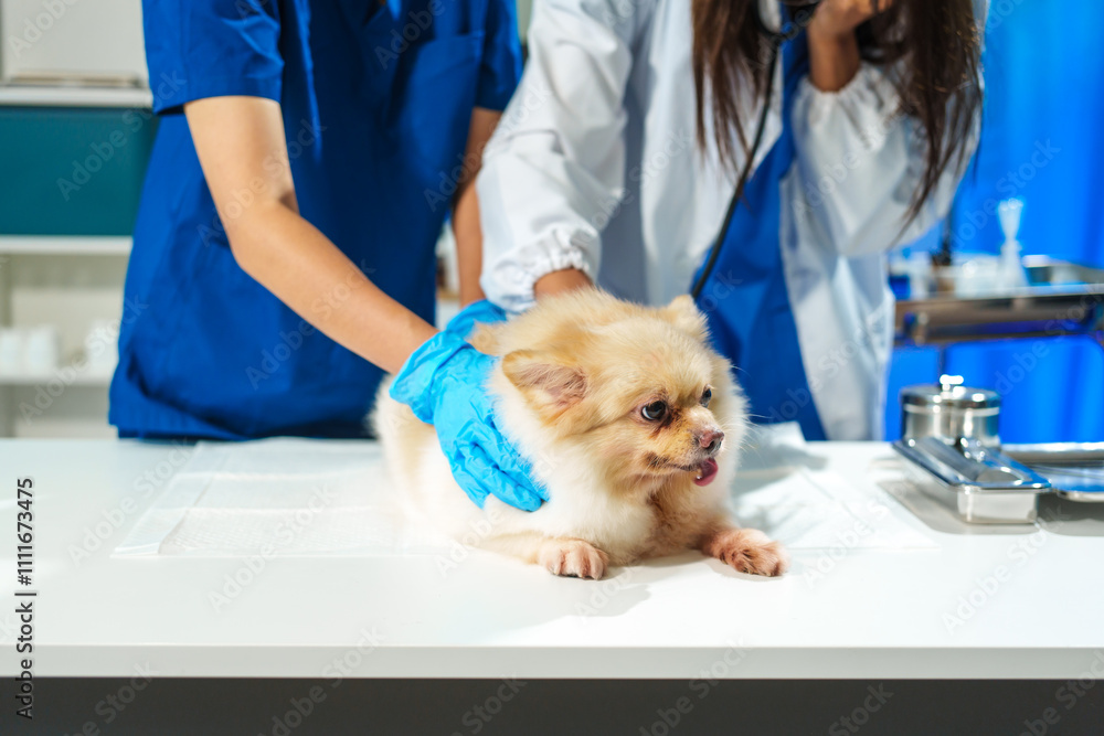 Two female veterinarians are working at an animal hospital. They are examining dogs to diagnose diseases. A small dog is being checked by one veterinarian at the clinic Two female veterinarians are working at an animal hospital. They are examining dogs to diagnose diseases. A small dog is being checked by one veterinarian at the clinic