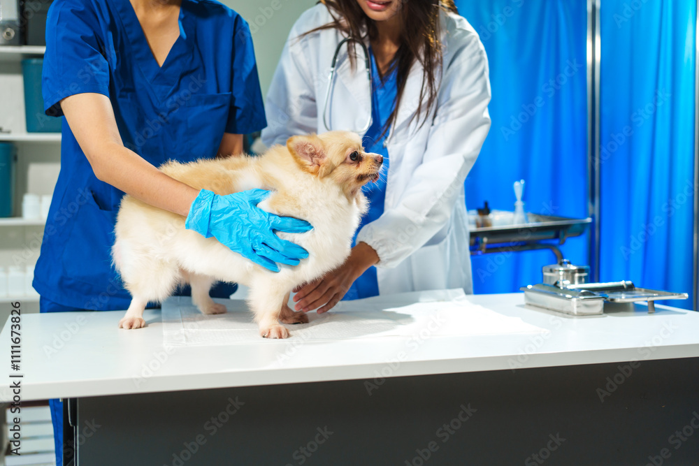 Two female veterinarians are working at an animal hospital. They are examining dogs to diagnose diseases. A small dog is being checked by one veterinarian at the clinic Two female veterinarians are working at an animal hospital. They are examining dogs to diagnose diseases. A small dog is being checked by one veterinarian at the clinic