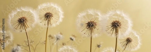 Soft and airy texture of abstract dandelion flowers on a pale yellow background , SubtleColors, #SoftAiryFlowers, FloralArtistry photo