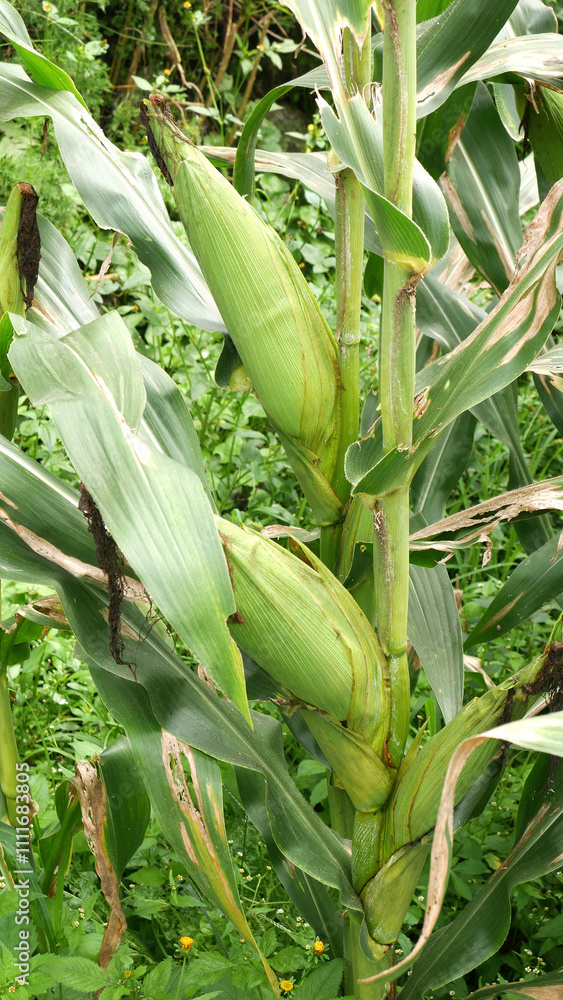 Corn almost ready for harvest, with green husks protecting the kernels inside. Cornfield Plantation Corn almost ready for harvest, with green husks protecting the kernels inside. Cornfield Plantation