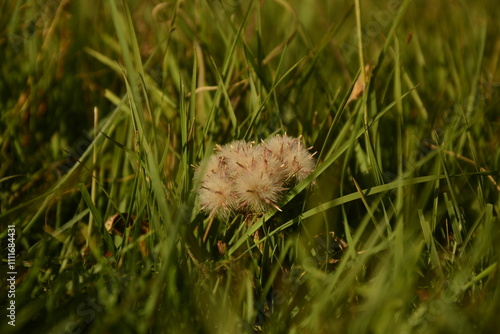 Natural flowers in Altai mountains