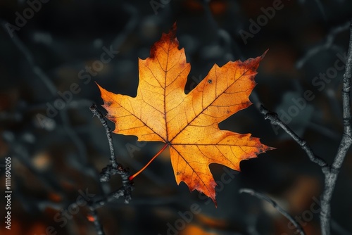 Maple leaf close up, on black.