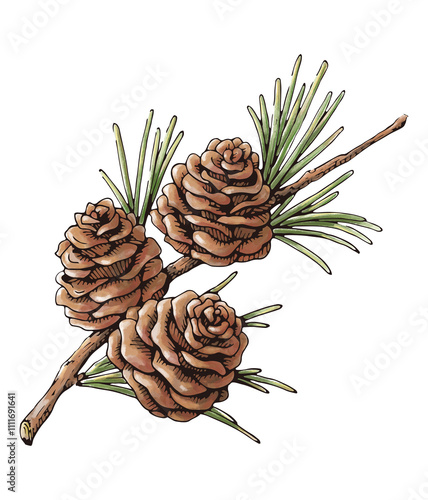 Obraz na płótnie 松ぼっくりと松の葉 秋から冬の植物の水彩画 装飾用イラスト w salonie