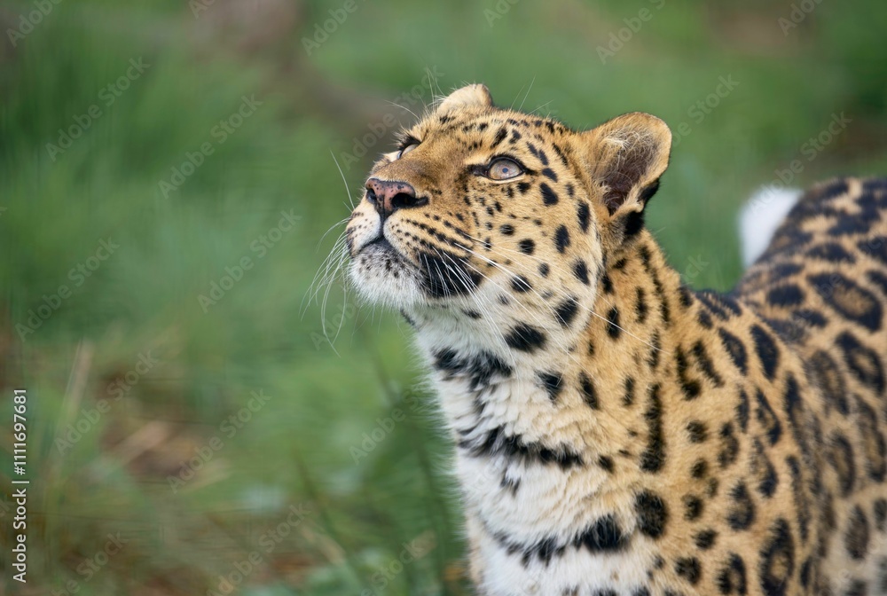 Leopard gazing upward with spotted fur. Leopard gazing upward with spotted fur.