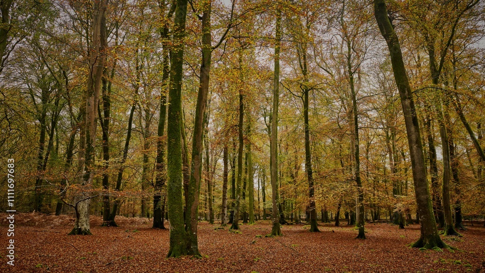 Fototapeta premium Serene Autumn Forest Scene