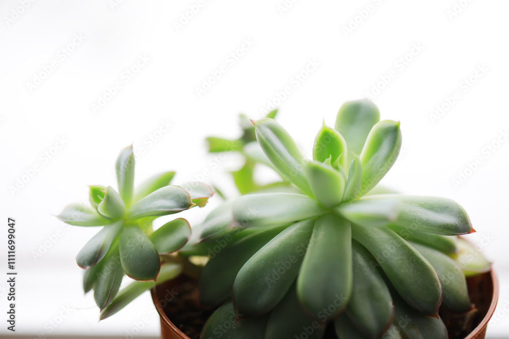 Close-Up of Succulent Plant Against Soft White Background for Modern Home Decor or Nature Concept Close-Up of Succulent Plant Against Soft White Background for Modern Home Decor or Nature Concept